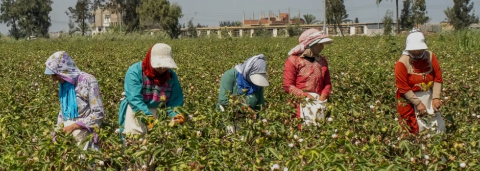 Better Cotton: Inditex reclama información y “transparencia” de la “trazabilidad” del algodón