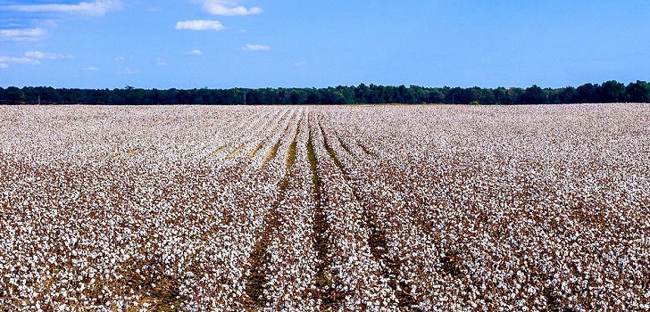 El Icac suspende sus previsiones sobre los precios del algodón por la “alta volatilidad”