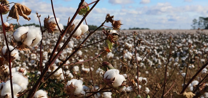 Récord de algodón orgánico: pico en ocho años con un alza del 56%