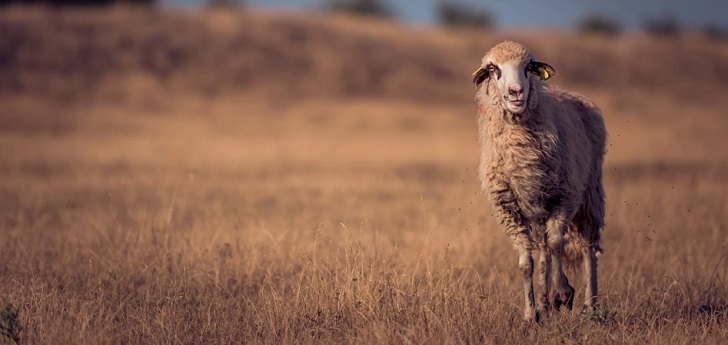 La lana, en caída libre: Australia sitúa su producción a mínimos históricos