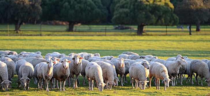 La lana dispara el precio por el aumento de la demanda en China