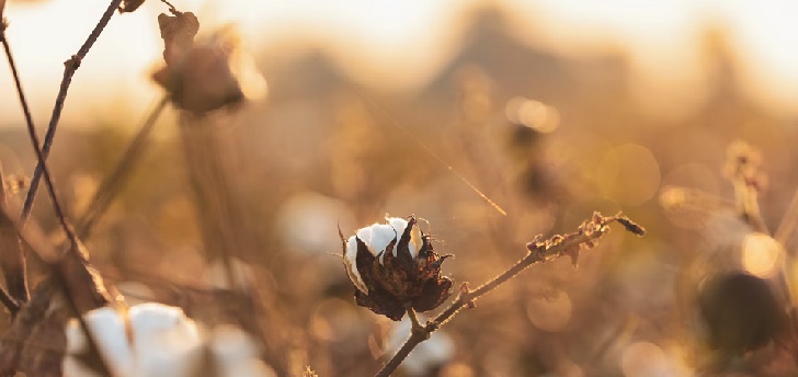 El algodón español avanza en sostenibilidad y se alía con Better Cotton