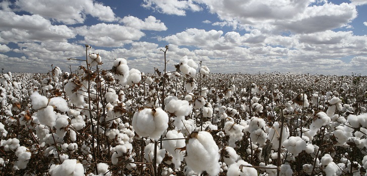 El algodón, amenazado: el stock se disminuirá un 1% esta la campaña mientras el coronavirus añade incertidumbre
