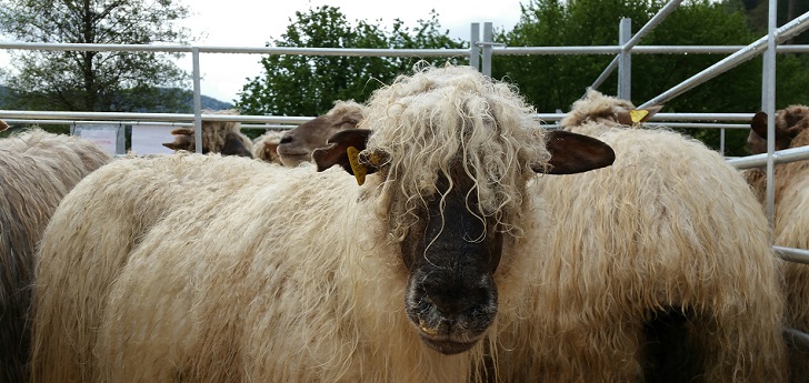 Ternua, sostenibilidad con las ovejas latxas
