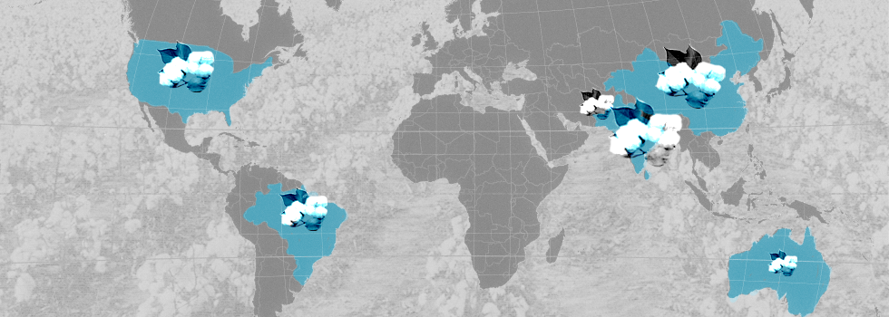 El mapa mundial del algodón: los mayores productores del mundo, en cifras