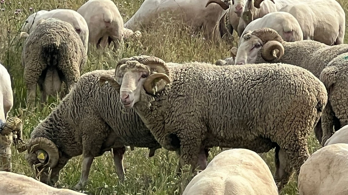 oteyza oveja merino 1200