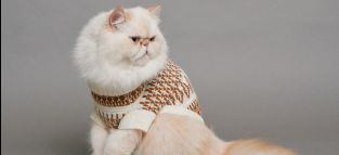 Salsa Jeans Unleashes Festive Pet Collection with Denim Chic