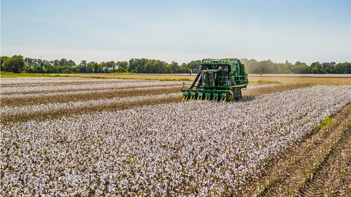 Cotton Market Faces Downturn as Production Drops in the U.S., Pakistan, and Sudan