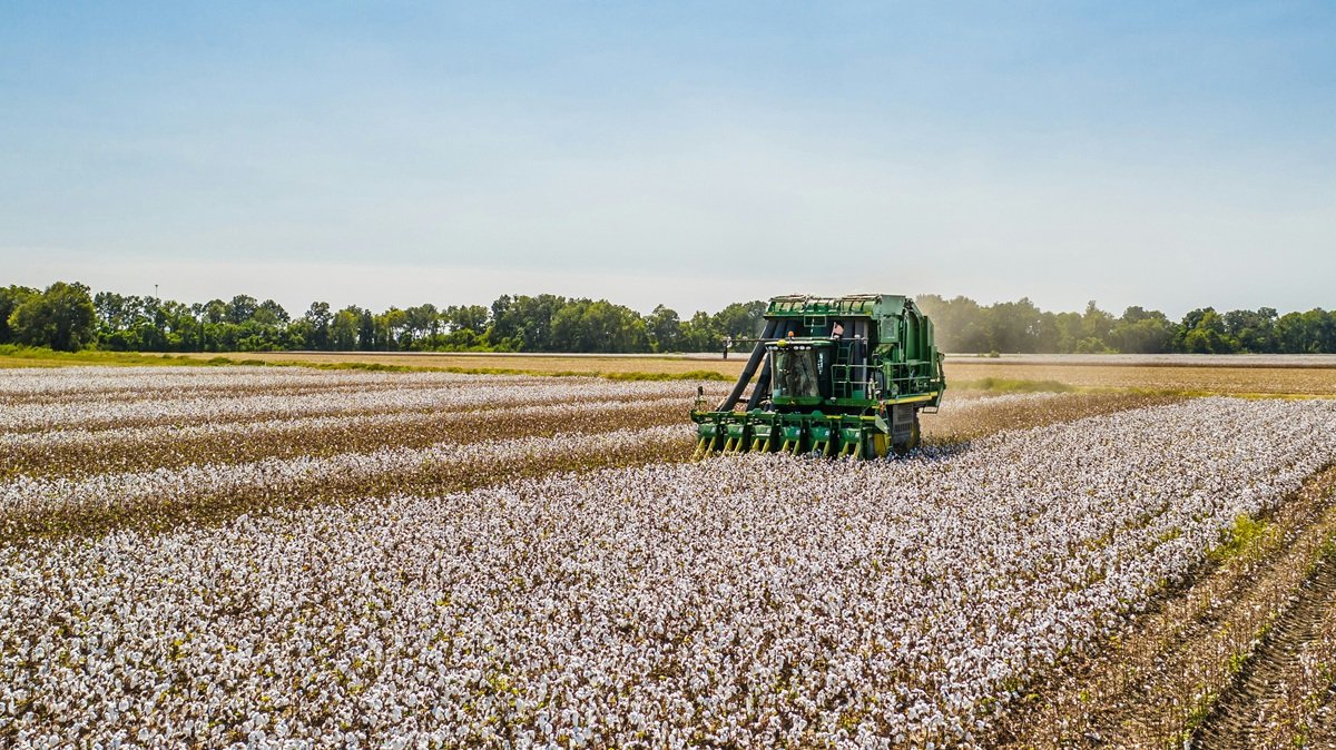 Brazil Steps into the Spotlight, Supplanting India in Bangladesh&rsquo;s Cotton Supply Chain