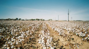 New Allies Join Inditex and Kering&rsquo;s Regenerative Farming Initiative