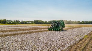 Brazil Steps into the Spotlight, Supplanting India in Bangladesh&rsquo;s Cotton Supply Chain