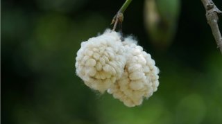 China Ramps Up Xinjiang Cotton Production by More Than 92%