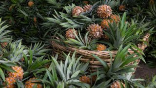 The Rise and Fall of Pi&ntilde;atex: What Happened to Spain&rsquo;s Next-Gen Fashion Darling?