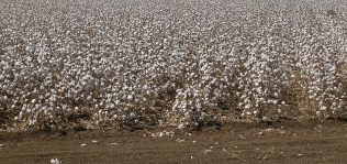 El algodón se apoya en la sostenibilidad y la innovación para plantar cara a las fibras sintéticas