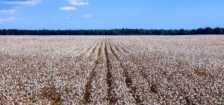 ¿Es sostenible el algodón? Granjeros, retailers y ONGs lanzan el US Cotton Trust Protocol