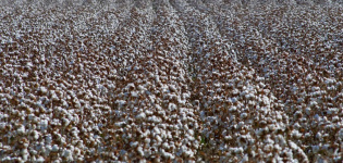 La producción mundial de algodón orgánico se disparará un 48% en 2021