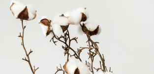El algodón, en busca de la innovación