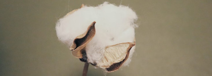 El algodón BCI roza el 20% de la producción, pero retrocede un 25%