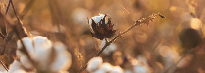 Menos producción, menos consumos y precios estables: las proyecciones para el algodón