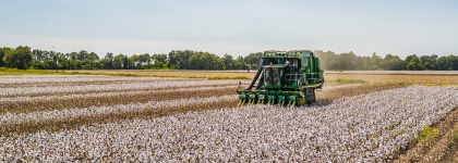 China pierde el liderazgo del crecimiento del algodón