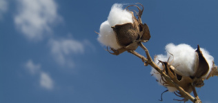 India se vuelca en el algodón: extiende un 15% sus cultivos por la subida de los precios