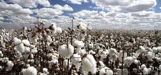El algodón ‘eco’ alcanza el 14% de la producción mundial