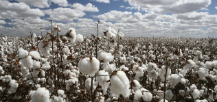 El stock de algodón disminuirá un 1% mientras el coronavirus añade incertidumbre