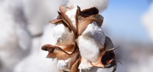 El consumo de algodón caerá un 11,3% y el stock alcanzará máximos en cinco años