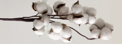 El algodón anticipa una contracción de la producción en 2022, pero con más ingresos