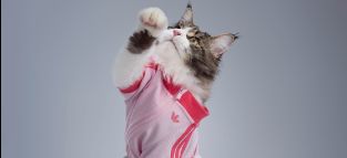 Tu mascota viste mejor que tú: Adidas apuesta por ‘streetwear’ para perros y gatos