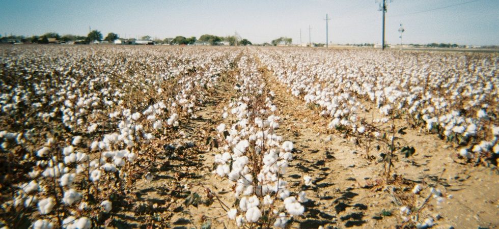 Pyratex pone en marcha un suministro del algodón 100% ‘made in Spain’