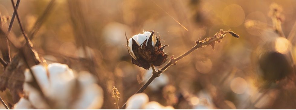 China pierde peso en el negocio del algodón, que apunta a su pico desde 2021