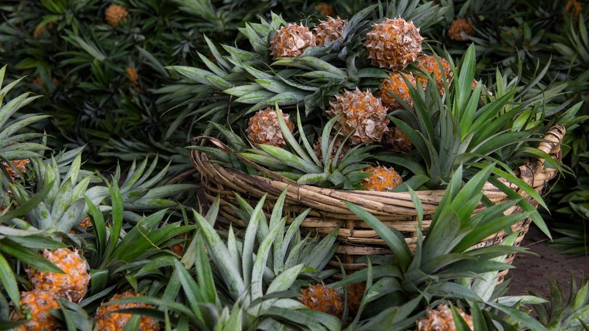 Qu&eacute; ha pasado con Pi&ntilde;atex, la promesa espa&ntilde;ola del &lsquo;next gen&rsquo;