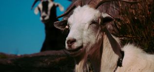 Textile Exchange lanza un certificado para cashmere y mohair