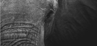 C&A, el elefante que quer&iacute;a ser gacela