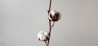 Algod&oacute;n 2030: precios a la baja, t&iacute;mida subida de la producci&oacute;n y m&aacute;s sostenible