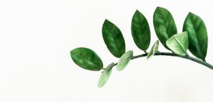 Insuficientes y poco independientes: las asignaturas pendientes de los sellos verdes