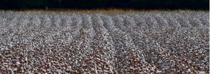 La Comisi&oacute;n Europea estrecha el cerco a Xinjiang con una regulaci&oacute;n contra el trabajo forzoso