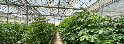 La &lsquo;start up&rsquo; Magtech impulsa el cultivo de fibras textiles con hidropon&iacute;a