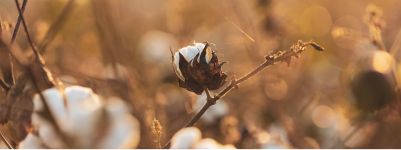 Los precios del algod&oacute;n se desploman por el aumento de las exportaciones de Brasil