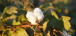 Better Cotton, en rojo en el año del choque con Inditex: más algodón pero menos granjas