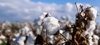 Bangladesh adelanta a China y se alzará como el gran cliente de algodón en 2025