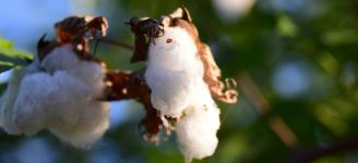 El algodón mundial, en máximos desde la pandemia