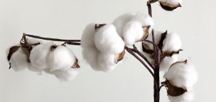 Algodón en 2022: menos producción y aumento “inexplicable” de precios