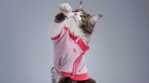 Tu mascota viste mejor que tú: Adidas apuesta por ‘streetwear’ para perros y gatos