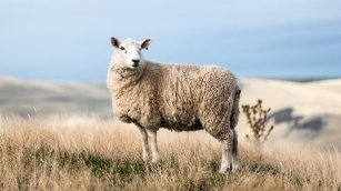 La última hebra: cómo salvar la lana del olvido industrial