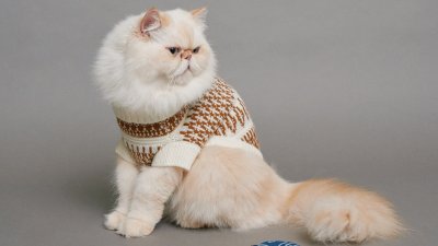 Salsa Jeans ampl&iacute;a el esp&iacute;ritu navide&ntilde;o con su nueva colecci&oacute;n para mascotas