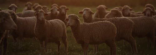 Holistex impulsa una certificaci&oacute;n de trazabilidad para la lana merina espa&ntilde;ola