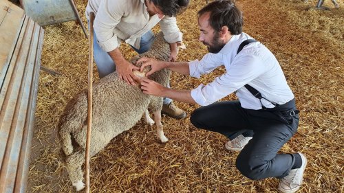 Oteyza convierte la lana merina espa&ntilde;ola en su nueva l&iacute;nea de negocio para crecer en lujo
