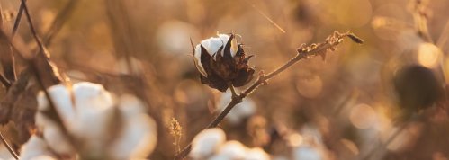 El veto de Estados Unidos a Xinjiang pone en jaque importaciones de 8.400 millones de dólares